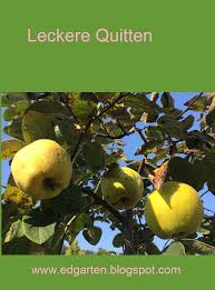 In der regel sind quitten in der ersten oktoberhälfte reif. Goldgelbe Quitten Ernten Daraus Kochte Ich Feinen Quitten Gelee Edgarten Gartenblog Quitten Quitten Staudengarten Gartenblog