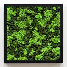 Wall Decor Moss Art Moss Wall Reindeer Moss Moss Frame Living Plants Vertical Garden Lichen Moss Wall Moss Art Plant Wall