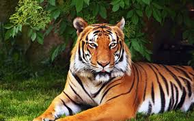Tiger Wallpaper 1080p High Quality 924 Kb Celeste Longman Tiger Wallpaper Sumatran Tiger Tiger