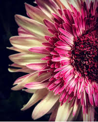 Rob o'neal / the key west citizen via ap. Wenn Eine Blume Nicht Bluht Andert Man Ihre Umgebung Nicht Die Blume Foto Bild Natur Pflanzen Pilze Flechten Bilder Auf Fotocommunity