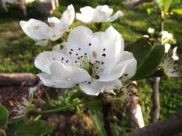 Disease Resistant Pear Varieties