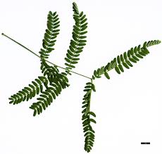 Image result for Acacia adenocalyx