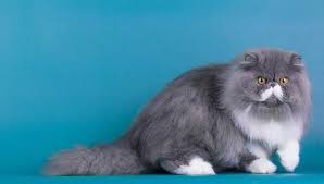 22 gambar nobita dan shizuka menikah gambar naruto via gambarnaruto.com 31 kartun pasangan muslim dan muslimah anak cemerlang via anakcemerlang.com 22 gambar tom and jerry petualangan kucing dan tikus gambar naruto via gambarnaruto.com koleksi gambar gambar kartun bergerak cium terbaru 2018 sapawarga via sapawarga.com Gambar Kucing Persia Kucing Himalaya Kucing Kucing Persia