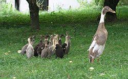 Check spelling or type a new query. Bebek Pelari Wikipedia Bahasa Indonesia Ensiklopedia Bebas