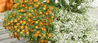 Bidens golden empire, im ca. Beedance Pflanze Des Jahres 2016 Bidens Gartnerei Fischer Burglengenfeld Lieblingsgartner Blumen Samen Pflanzen