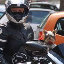 Tank Bag Dog Superhero Character Dogs