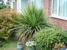 How Do I Prune A Cordyline Grows On You