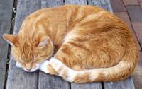 The classic 'fraidy cat or halloween cat is often depicted with hair standing up and is a universal sign a cat means business. Cat Behavior Petting The Tail