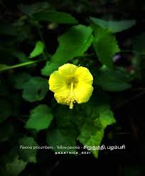 Image result for Pavonia burchellii