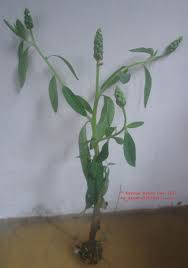 Image result for Sphenoclea zeylanica