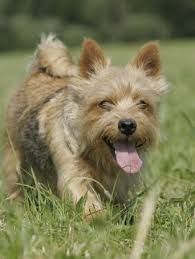 Submitted 2 years ago by collie1979. Norwich Terrrier Webseite Kft Terrier Munchen