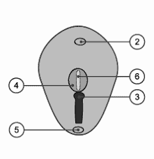 Fibreuze dysplasie is een zeldzame chronische botziekte waarbij gezond bot plaatselijk wordt vervangen door ziek (fibreus) bot. Http Www Embryology Ch Pdfdowload Allemand Disqueembryonnaire De Pdf