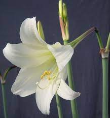 Hippeastrum Elegans Syn H Solandriflorum Amaryllis Apple Blossom Plants