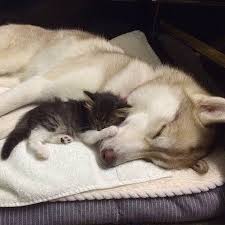 哈士奇擔任 貓保母 不小心把喵星人教成狗了 kitten rescue pets cute animals