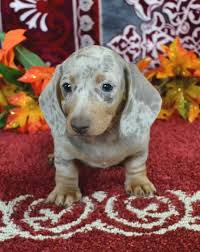 Black And Tan Dachshund Puppies For Sale Near Me Mini Dachshund Puppies For Sale Black Tan Doxie Breeder Short Hair Pups Dapple Dachshund Dachshund Puppies Wiener Dog