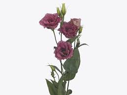 Image result for eustoma Balboa