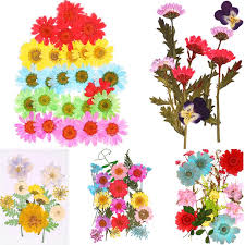 Check spelling or type a new query. Home Decoration Preserved Flower 25pcs Bag Small Pressed Flowers Dried Flowers Mini Bloemen Diy Buy At A Low Prices On Joom E Commerce Platform