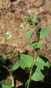 Image result for Cleome aculeata