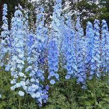 Summer Skies Pacific Giant Group Delphinium Flowers Delphinium Cottage Garden Plants
