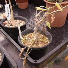 Image result for Corallocarpus welwitschii