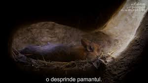 Poze cu iepuri imagini desktop cu iepurasi imagini cu iepuri de pasti | stolenimg. Iepuri Vizuina Unei Iepuroaice In Natura 1 5 Youtube