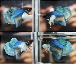 Live Betta Fish Metallic Blue Green Mustard Dumbo Ears Hmpk Halfmoon Plakat Male Betta Betta Fish Dumbo Ears