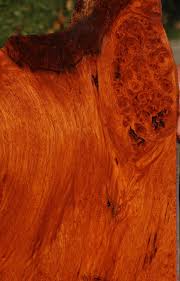 Image result for Afzelia