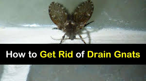 get rid of drain gnats