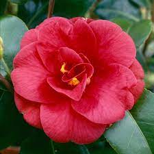 Camellia Rhs Camellia Flower Indoor Flowering Plants Flowers