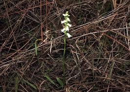 Image result for Triumfetta trichocarpa