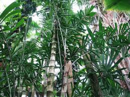 Image result for Aiphanes