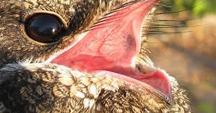 Small Bird With Big Mouth Birdwatching In Malta Nightjar Beautiful Birds Nightjar Bird Bird Watching