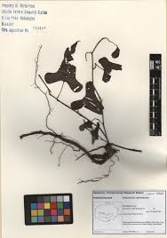 Image result for Aristolochia odoratissima L.