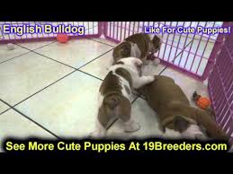 English bulldog rescue pittsburgh pa | top dog … 16.09.2019 · english bulldogs. Bulldog Rescue Pa