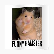 Hope you enjoy watching these cute hamsters doing funny things and failing. Poster Funny Hamster Redbubble