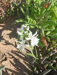Image result for Crinum rautanenianum