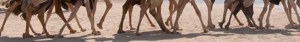 Racing on a six kilometer track, these camels can really move. Al Shahaniya Camel Racetrack Map Al Shahaniyah Qatar Mapcarta