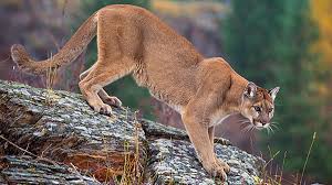 Sep 30, 2020 · pumas vs lions: Three Mountain Lions Killed After They Ate Human Remains Near A Popular Hiking Trail Cnn