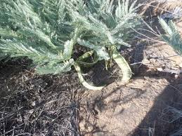 Image result for Elephantorrhiza goetzei