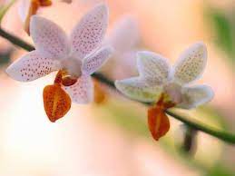 Sobald sich ein frischer blütentrieb zeigt, startet die neue blühsaison. Orchideen Wieder Zum Bluhen Bringen Orchideenzentrum