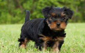 Black And Tan Yorkie Full Grown Sadie Is A Beautiful Black And Tan Morkie Puppy She Loves Little Children And Is Very Lovable While Playing A American Bulldog Puppies Morkie Morkie Puppies