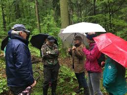 Naturverjüngung im Wald (12.4.2019)