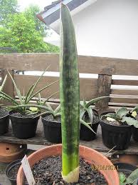 Image result for Sansevieria sinus-simiorum