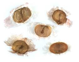 Image result for Rhigozum trichotomum