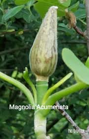 Image result for Maerua acuminata