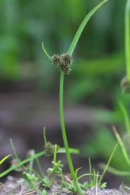 Image result for Cyperus difformis