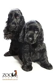 Black And Tan Cocker Spaniel Puppies For Sale Scotland Don T You Wish They Stayed This Cute Cocker Spaniel Cocker Spaniel Dog Black Cocker Spaniel Spaniel Puppies