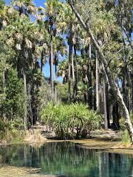 Image result for Lipocarpha atra