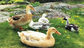Duck eggs are usually rarer and more expensive than chicken eggs, leaving some to believe that ducks lay very few eggs. How To Start Raising Ducks On Your Farm Hobby Farms