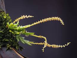 Image result for Oberonia